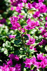 Magenta bougainvillea in bloom. A genus of thorny ornamental vines, bushes, and trees belonging to the four o' clock family, Nyctaginaceae. 











