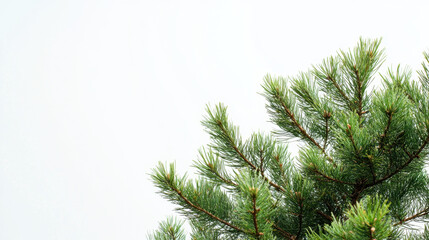 Obraz premium Green pine branch against a soft white background, creating a serene and minimalistic natural scene.