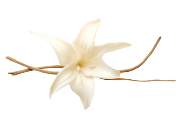 Vanilla flower and vanilla sticks isolated on a transparent background.