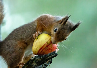 Close up of a hungry little red squirrel eating an apple with natural green background 