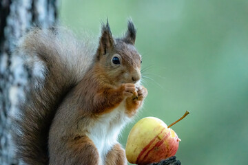 Close up of a hungry little red squirrel eating an apple with natural green background 