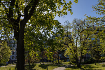 Park with a large tree in the foreground