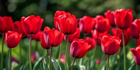 Vibrant red tulips known as the Fire Flame or Turkish Tulip have a rich history that dates back to the early 1800s. These stunning red tulips are a beautiful addition to any garden.
