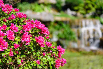 Magenta bougainvillea in bloom. A genus of thorny ornamental vines, bushes, and trees belonging to the four o' clock family, Nyctaginaceae. 