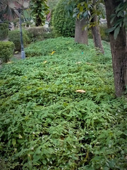 trees in the park in evening