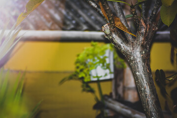 Photo Of A Tree  Branch