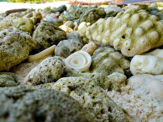 seashells on the beach