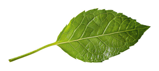 Obraz premium Fresh green leaf showcasing detailed texture, cut out - stock png.