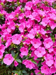 Pink flowers blooming in full bloom, creating a stunning and elegant background, delicate, backdrop