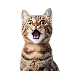 Surprised cat with wide-open mouth isolated on transparent background.
