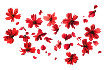 Red cosmos flowers and petals isolated on transparent background.