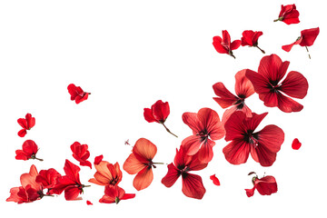 Red cosmos flowers and petals isolated on transparent background.