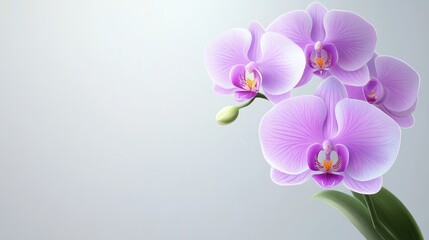 A beautiful arrangement of purple orchids against a soft background.