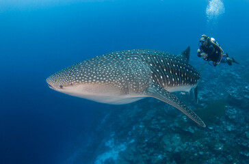 Whale shark, French Polynesia