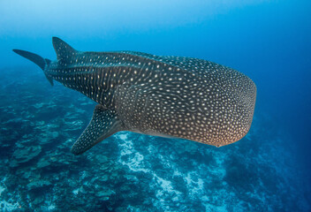 Whale shark, French Polynesia