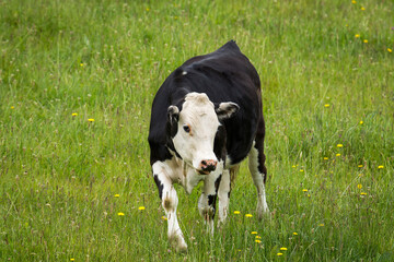 white face dairy cross steer in green grassy paddock