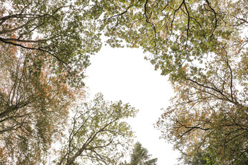 Leaves on tree branches captured from below during fall autumn time. Forest, woods scenery.