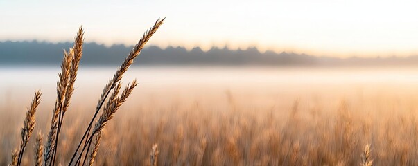 Fototapeta premium Golden grass stems basking in soft morning light with a serene, blurred background.