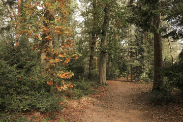 Autumn in the park. Hiking trail path fall forest with tall trees and fallen autumn leaves on the ground.