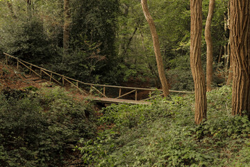 Wooden bridge crossing a small stream or creek in a fall pine tree forest with autumn leaves on the ground. Medieval wood build, explore adventure theme.