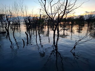 Evening landscape of the mangrove forest at sunset, peaceful and cool.