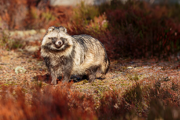 The common raccoon dog (Nyctereutes procyonoides), also called the Chinese or Asian raccoon dog