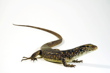 Southeastern girdled lizard - female // Madagaskar Riesen-Schildechse, Große Ringelschildechse - Weibchen (Zonosaurus maximus)
