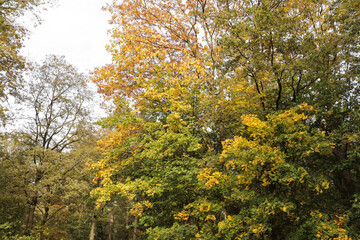 Naklejka premium Fall forest with tall trees and fallen autumn leaves on the ground. Woods during the season of falling leaves.