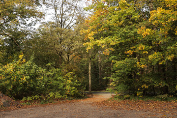 Fall forest with tall trees and fallen autumn leaves on the ground. Woods during the season of falling leaves.