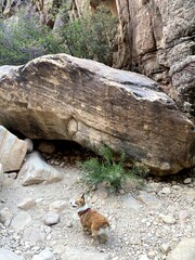 Happy Dog Trekking Through Gorgeous Mountain Landscape