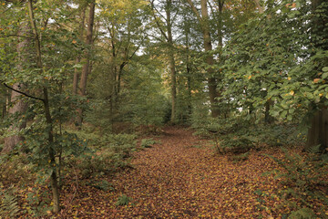 Autumn in the park. Hiking trail path fall forest with tall trees and fallen autumn leaves on the ground.