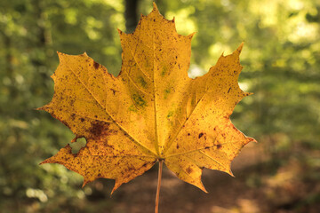 Autumn leaf forest fall photography, yellow and orange leaves in nature.