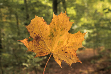 Autumn leaf forest fall photography, yellow and orange leaves in nature.