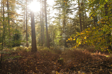 Fall forest with tall trees and fallen autumn leaves on the ground with sun light shining through the trees