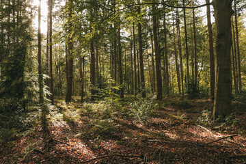 Fall forest with tall trees and fallen autumn leaves on the ground and sun and shadow lines.