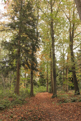 Fall forest with tall trees and fallen autumn leaves on the ground. Vertical portait photo.