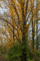 Fototapeta premium Poplars in autumn with golden leaves and climbing plant traveller's joy. Populus. Clematis vitalba. Bernesga River, Leon, Spain.