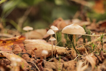 Small mushrooms growing in forest. Fall autumn photography in nature with selective focus.