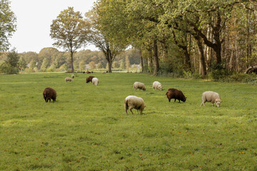 Sheep group grazing in a field of grass. Dutch countryside landscape grassland.