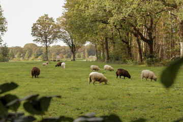 Obraz premium Sheep group grazing in a field of grass. Dutch countryside landscape grassland. Wide shot.