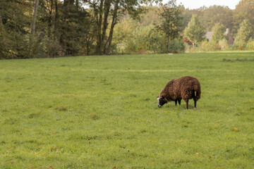 Sheep grazing in a field of grass. Dutch countryside landscape grassland. Farm animals.