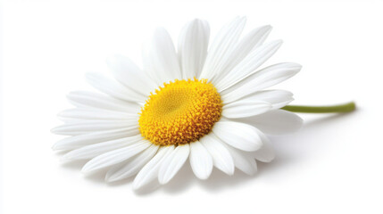 Fototapeta premium Close-up of a bright white daisy with a vibrant yellow center against a stark white background, showcasing its delicate petals and natural beauty.