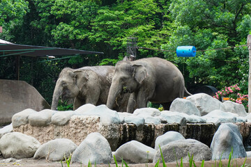 Elephant Sumatra or Elephas maximus sumatranus at the Zoo. © Rizky Rahmat Hidayat