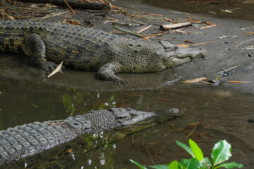 Close up of Saltwater crocodile (Crocodylus porosus) at the Zoo.