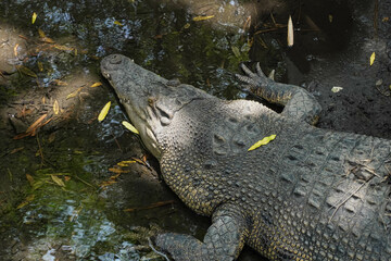 Close up of Saltwater crocodile (Crocodylus porosus) at the Zoo.