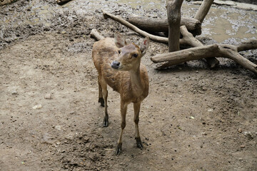 Little and Cute Sambar Deer in The Zoo