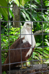 Close-up of a Elang Bondol or Brahminy Kite (Haliastur indus) on blurred nature background at the Indonesian zoo.