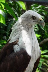Close-up of a Elang Bondol or Brahminy Kite (Haliastur indus) on blurred nature background at the Indonesian zoo.