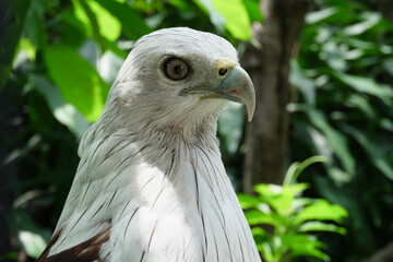Close-up of a Elang Bondol or Brahminy Kite (Haliastur indus) on blurred nature background at the Indonesian zoo.