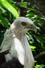 Close-up of a Elang Bondol or Brahminy Kite (Haliastur indus) on blurred nature background at the Indonesian zoo.